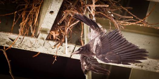 Vogel unter einem Bahnhofsdach