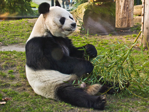 Ein Pandabär beim Fressen