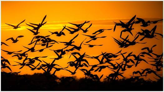 Silhouetten von Gänsen gegen den Abendhimmel