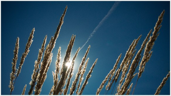 Unbarmherzig knallt die Sonne vom blauen Himmel - Foto: h|b