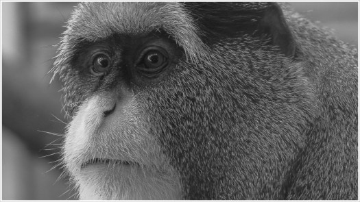 Ein Blick in die Augen unseres nächsten Verwandten - Foto: h|b