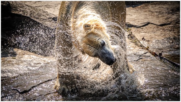 Gutes Wetter für Eisbären - Foto: h|b