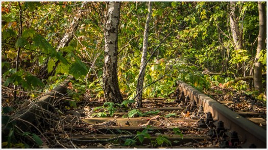 Gleisbett mit Birken - Foto: h|b