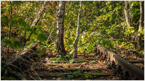 Gleisbett mit Birken - Foto: h|b