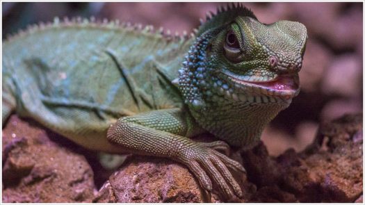 Kleine Echse - Foto: h|b Olympus -OM-D E-M5 / 40-150mm / 1/320 / f6.3 / ISO 2000