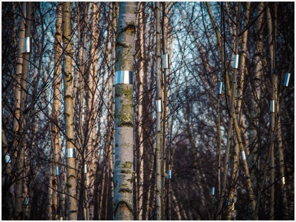 Spiegelfolien an 562 Birken - Foto: h|b Olympus -OM-D E-M5 / 40-150mm / 1/100 / f10 / ISO 400