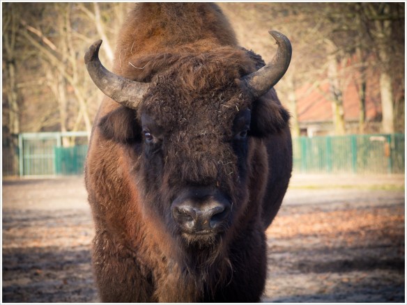 Ich schau dir in die Augen ... Kleiner - Foto: h|b