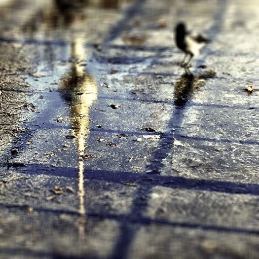 Berliner Fernsehturm spiegelt sich in einer Pfütze