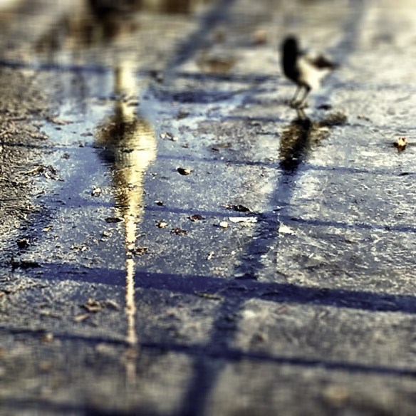 Berliner Fernsehturm spiegelt sich in einer Pfütze