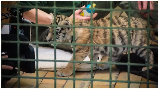 Tigermädchen Alisha ist nicht kamerascheu - Foto: h|b