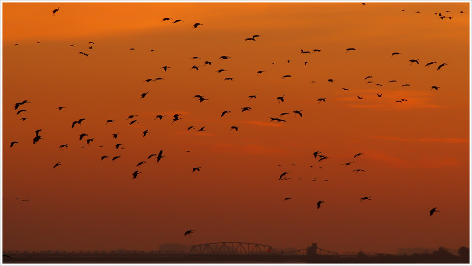 Ein Schwarm Kraniche gegen einen Sonnenuntergangshimmel