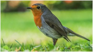 Rotkehlchen auf einer Wiese