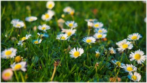 Gänseblümchenwiese