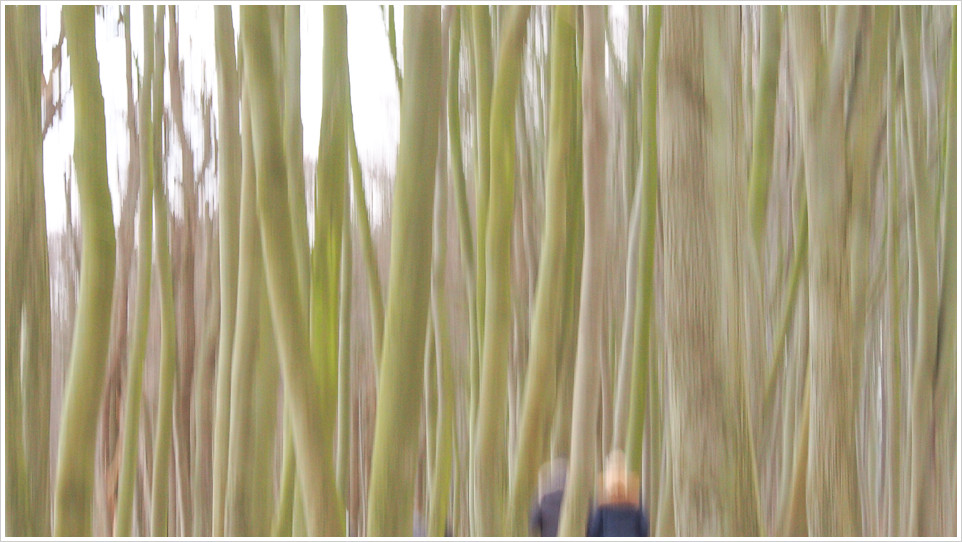 Verwischte Bäume im Wald von Warnemünde