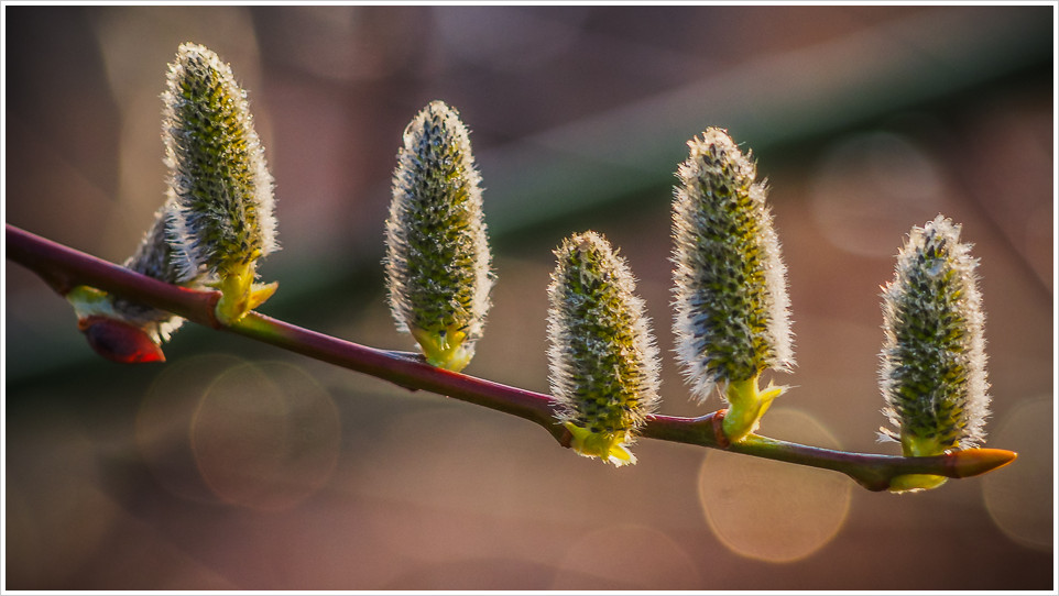 Weidenkätzchen