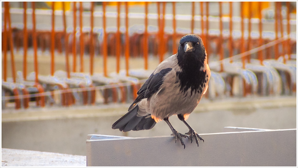Nebelkrähe vor Baugerüst