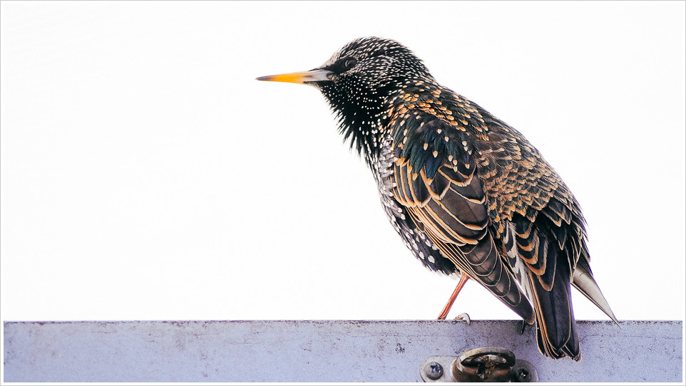 Ein Star in schönem Federkleid