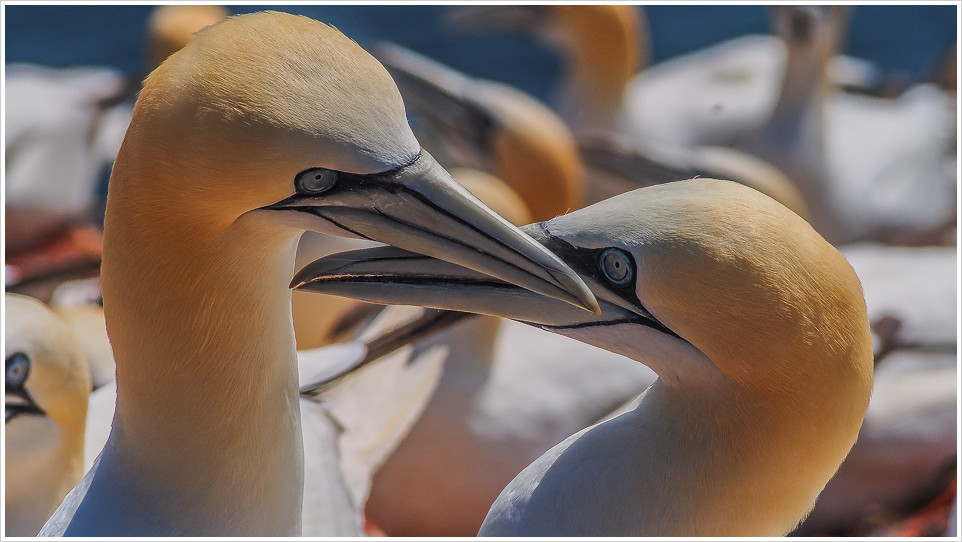 Zwei Basstölpel beim Schnäbeln