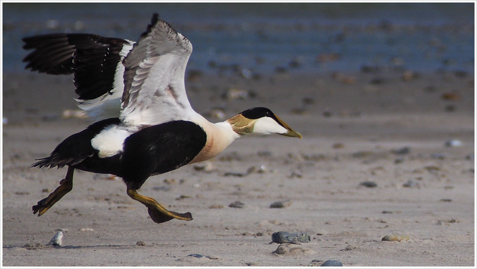 Eiderente beim Start knapp über dem Boden