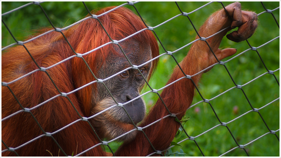 Orang Utan hinter einem Zaun