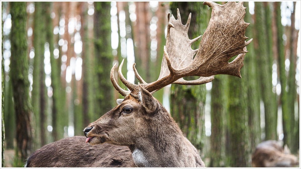 Ein Damwildhirsch mit schönem Geweih