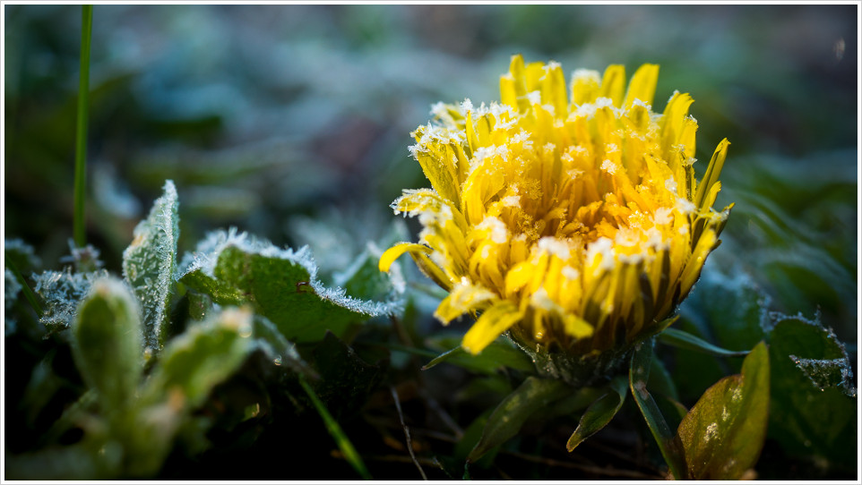 Gelbe Blume mit Eiskristallen