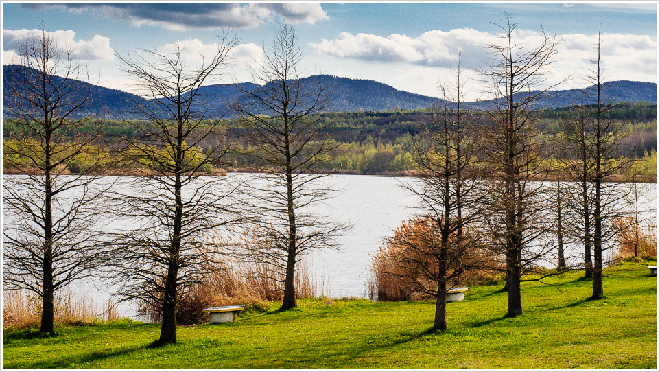 Bäume am Olbersdorfer See