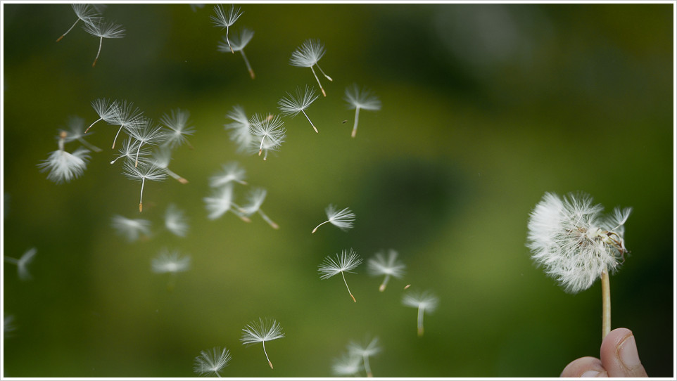 Pusteblume mit fliegenden Samen