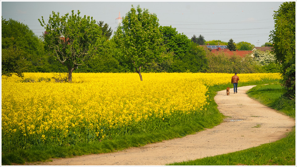 Rapsfeld mit Wanderweg und Spaziergänger mit Hund