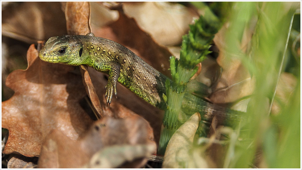 Zauneidechse auf Blättern
