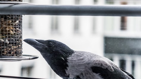 Krähe am Futterhäuschen