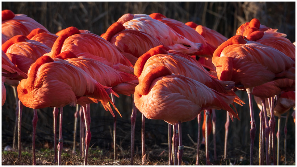 Flamingos aus dem Tierpark Berlin