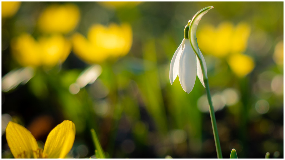Schneeglöckchen