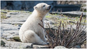 Eisbärenbaby im Tierpark Berlin