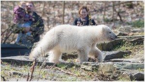 Eisbärenbaby im Tierpark Berlin