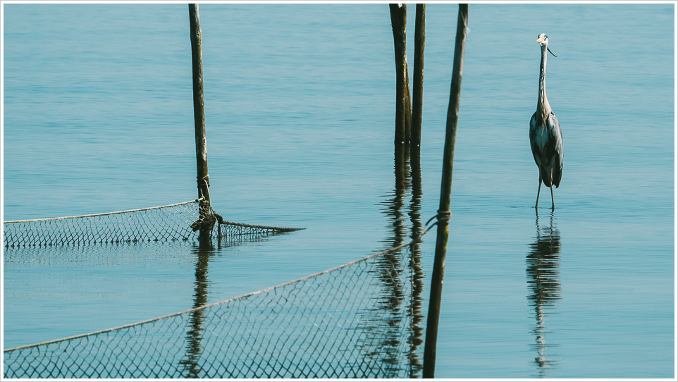 Reiher vor Fischernetzen