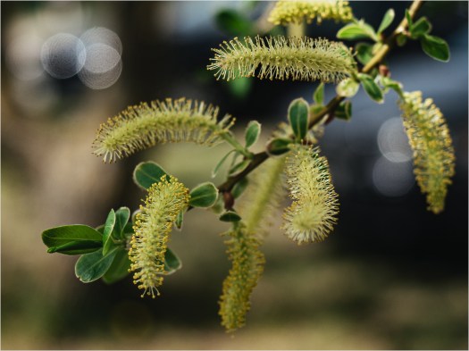 Kätzchen an einem baum
