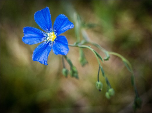 Blaue Blume
