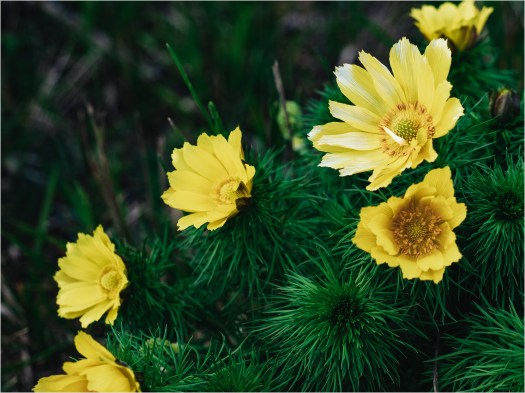 Adonisröschengruppe