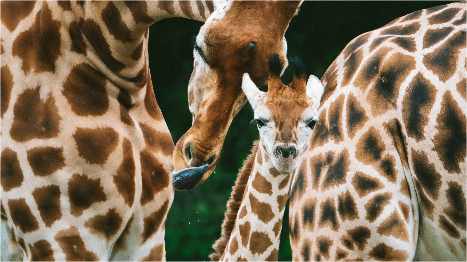 Junggiraffe Henri im Tierpark