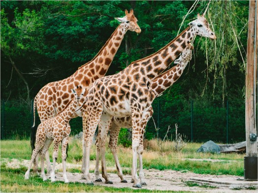 Fütterung der Giraffen im Berliner Tierpark