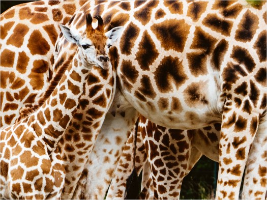 Giraffen im Berliner Tierpark