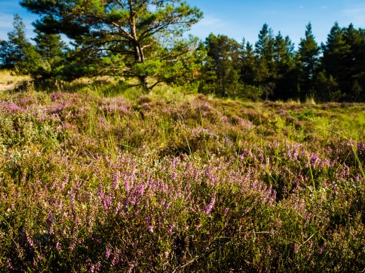 Heide in Dänemark