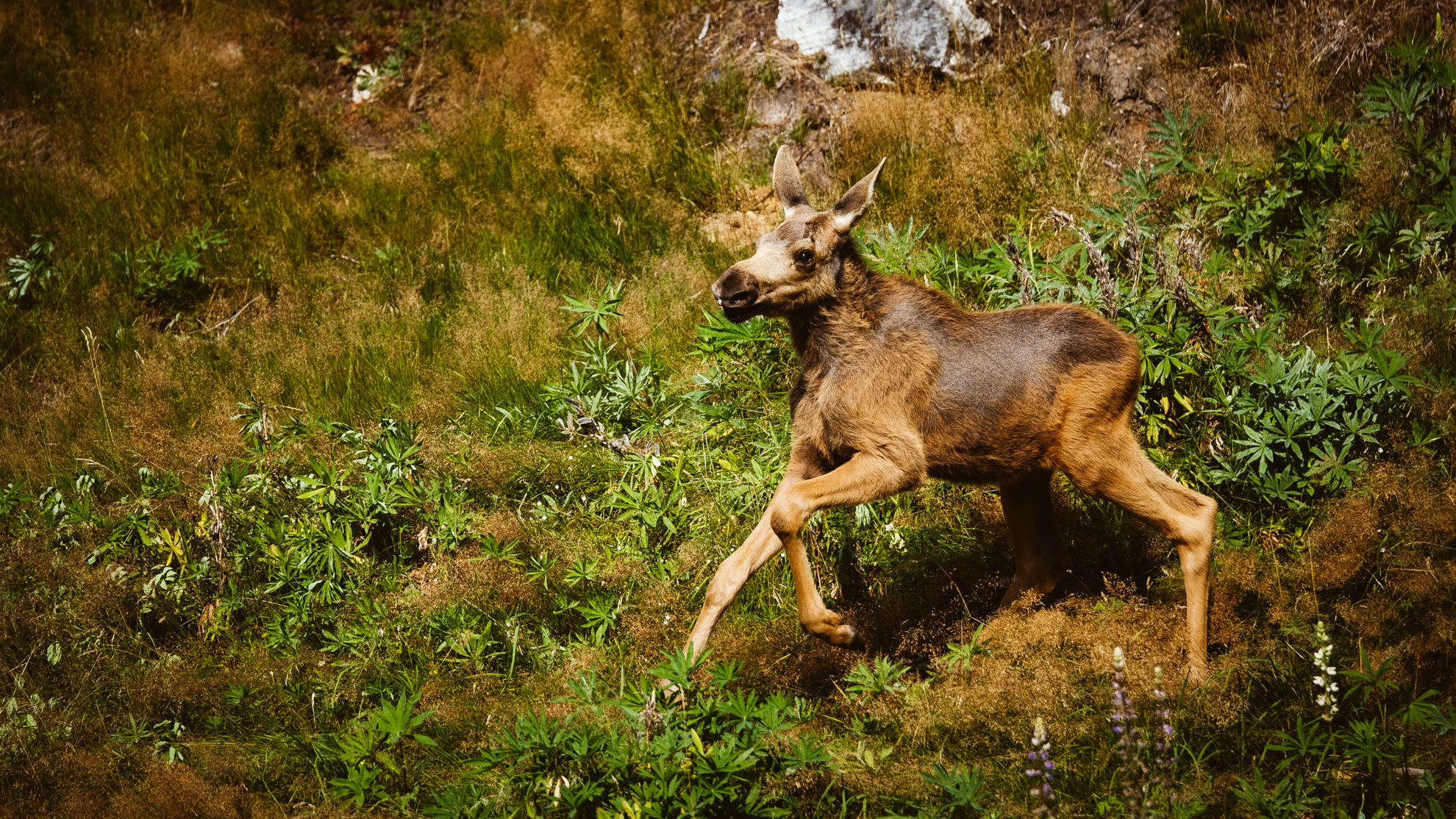 Elchjunges in Elgtun