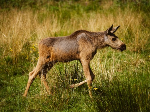 Elchjunges in Elgtun