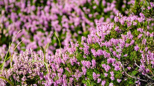 Die Heide blüht