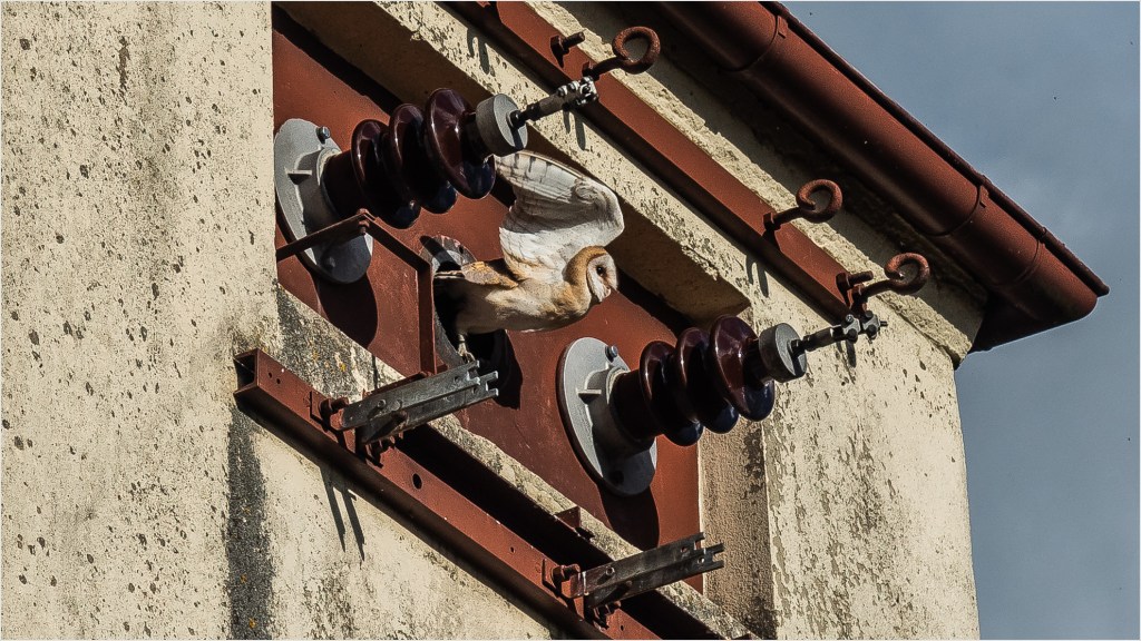 Schleiereule beim Ausflug