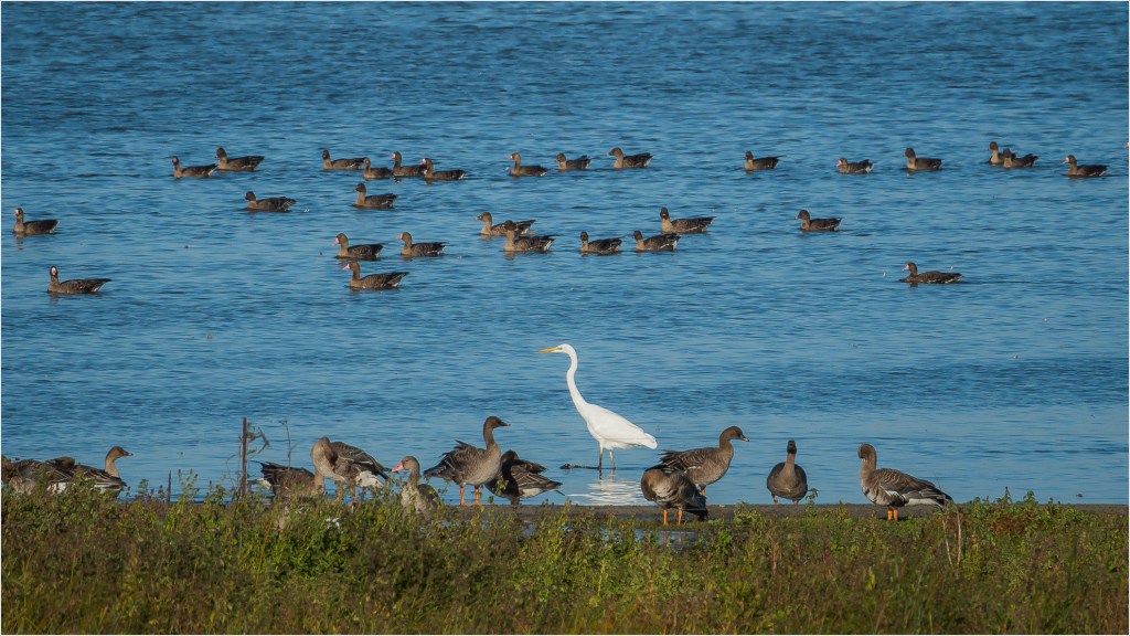 Silberreiher am Gülpesee
