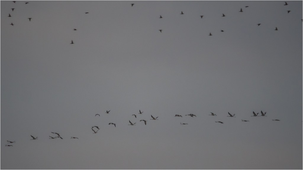 Kraniche im Anflug am Gülpesee