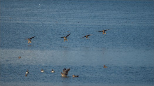 Gänse landen im Gülpesee